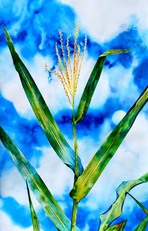 Detail: Corn in Bloom, watercolor and nature print by Laura Bethmann